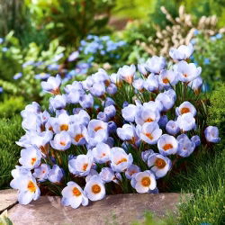 Crocus Blue Pearl - stor pakke! - 200 stk - 