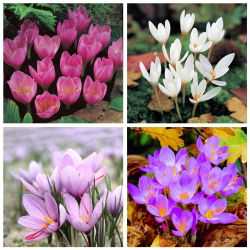 Krokus Kotschy - Pemilihan 4 jenis - 80 pcs - 