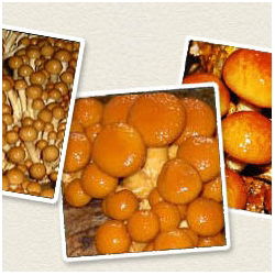 Pholiata nameko - 1 kg