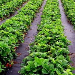 Melnā pret nezāļu vilna (agrotekstils) - zemeņu un meža zemeņu mulčēšanai - 1,60 x 5,00 m - 