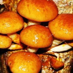 Pholiata nameko