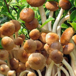 Agrocybe aegerita