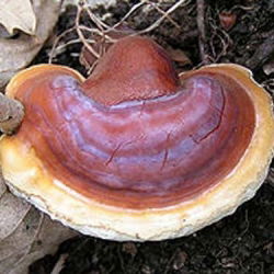 Ganoderma lucidum-Reishi - 