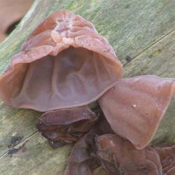 Jew's ear; wood ear, jelly ear