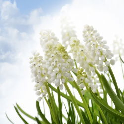 Tigru Siberian Muscari - Tigru Siberian - 10 bulbi