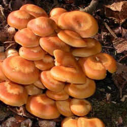 Kuehneromyces mutabilis