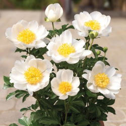Pionslekta - Patio Dublin - potted - Paeonia