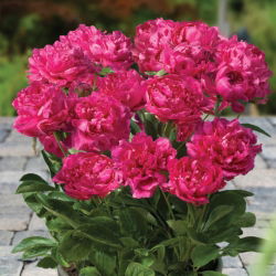 Pionslekta - Patio London - potted - Paeonia