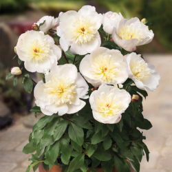 Pionslekta - Patio Madrid - potted - Paeonia