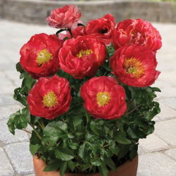 Pionslekta - Patio Moscow - potted - Paeonia