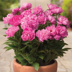 Pionslekta - Patio Rome - potted - Paeonia