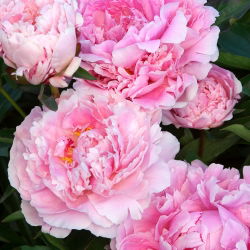 Pionslekta - Sarah Bernhardt - Paeonia
