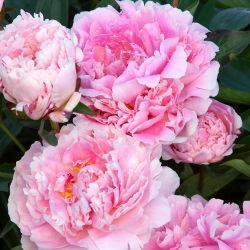 Pionslekta - Sarah Bernhardt - Paeonia