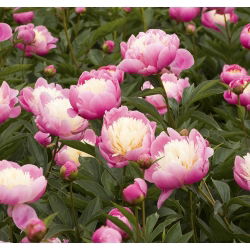 Paeonia, božurna zdjela ljepote - lukovica / gomolj / korijen