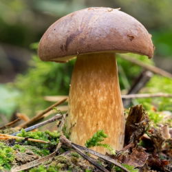 Bay bolete - frisk spawn (mycel) - større pakke - 