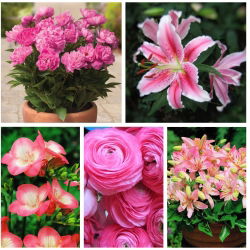 Udvælgelse af potteplanter - lyserøde blomsterarter - 5 sorter - 