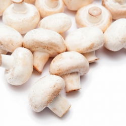 Cendawan padang putih untuk penanaman rumah dan taman - 3 l - Agaricus bisporus