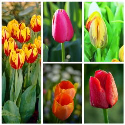 Early single–flowered tulip –  Colourful variety selection – 50 pcs