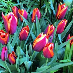 Tulipa Slawa - Tulip Slawa - 5 lampu