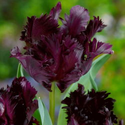 Tulipano Black Parrot - pacchetto di 5 pezzi - Tulipa Black Parrot