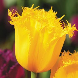 Tulipa Hamilton - Tulip Hamilton - 5 lampu
