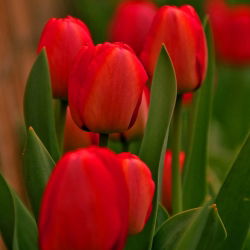 Tulip - Rød - stor pakke! - 50 stk - 