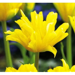 Tulipa Yellow Spider - Lale Sarı Örümcek - 5 ampul