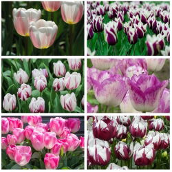 Triumph tulip - kétszínű fajták kiválasztása - Set I - 60 db - 