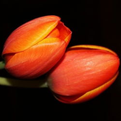 Tulip Orange - stor pakke! - 50 stk - 