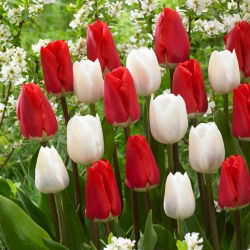 White and red tulips – large pack! – 50 pcs