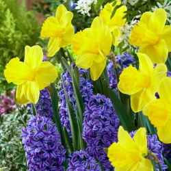 Jonquil and blue hyacinth set – 29 pcs