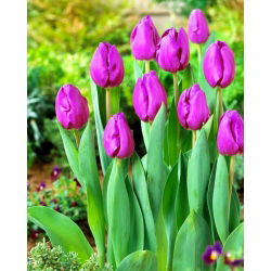 Tulipa Bold - Tulip Bold - 5 soğan - Tulipa Negrita