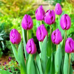Tulipa Bold - Tulip Bold - 5 soğan - Tulipa Negrita