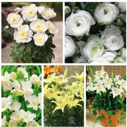 Udvælgelse af grydeplanter - hvide og cremet-hvide blomsterarter - 5 sorter - 