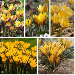 Crocuses - sorte rumene barve - 200 kosov - 