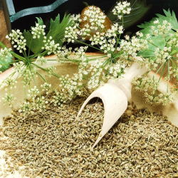 Anís verde - Pimpinella anisum - Perfecto para infusiones aromáticas - Semillas frescas