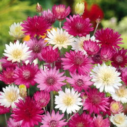 Immortelle - Mixed - Xeranthemum annuum - Long-Lasting Blooms for Dried Bouquets - Fresh Seeds