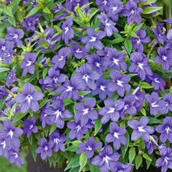 Browallia, Amethyst Flower - Browallia americana - Dainty Blooms for Cottage Gardens - Fresh Seeds