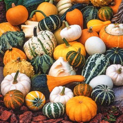 Biji sayuran campuran Squash - Cucurbita pepo - 18 biji - benih