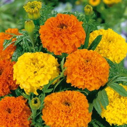 Mehiški ognjič - izbor sort - 150 semen - Tagetes erecta  - semena