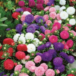Dwerg chinese aster - variëteitmix - 625 zaden - Callistephus chinensis