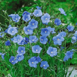 Flerårig lin, blå lin, lint - 700 frø - Linum perenne