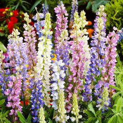 Hartwegov lupin - godišnje - 133 sjemenki - Lupinus hartwegii - sjemenke