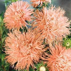 Callistephus chinensis - 500 zaden - roze