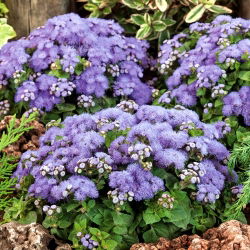 Flossflower, bluemink, blueweed, pussy foot, meksička četka - plava sorta - 3750 sjemenki - Ageratum houstonianum - sjemenke