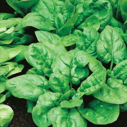 Špinača "Asta F1" - 1200 semen - Spinacia oleracea L. - semena