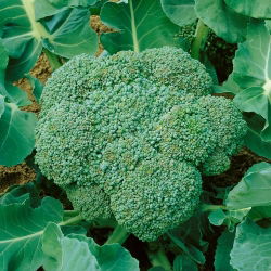 Spargelkapsas - Calabrese Natalino - 300 seemned - Brassica oleracea L. var. italica Plenck