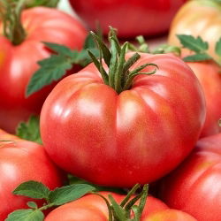 Tomato - Malinowy Warszawski - High-Yield of Large, Sweet & Juicy Fruits - Fresh Seeds