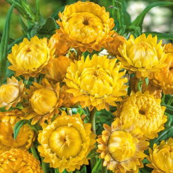 Златни вечни, Стравфловер - 700 семена - Xerochrysum bracteatum