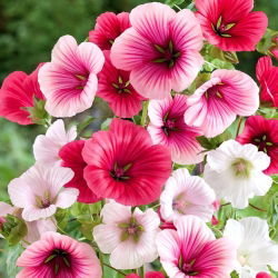 Sladkovina, letni malope, maloppi, vijolični španski slez - 270 semen - Malope trifida - semena